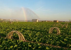 Il Radicchio di Chioggia Igp, il suo territorio e le sue proprietà