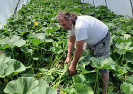 Verde Intesa e il Mese della Zucca a Mantova. Qui il voucher!