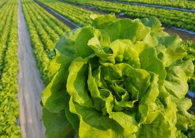 La sfida del biologico,  gli agricoltori di Verde Intesa (MN) raddoppiano la produzione