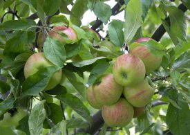 Verde Intesa inizia la raccolta delle mele. Produzione soddisfacente anche se in leggero calo rispetto al 2020