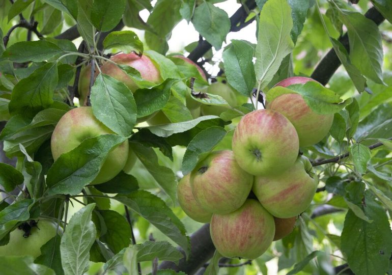 Verde Intesa inizia la raccolta delle mele. Produzione soddisfacente anche se in leggero calo rispetto al 2020