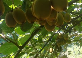 Kiwi verde. Bassa la produzione 2021 di Verde Intesa: causa del clima che ha penalizzato un buon raccolto