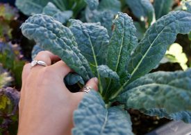 Cavolo nero e Cavolo cappuccio:  per Verde Intesa buona l’annata