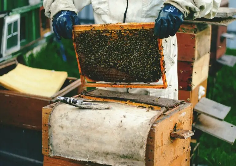 Le api: un corso per allevarle e proteggerle
