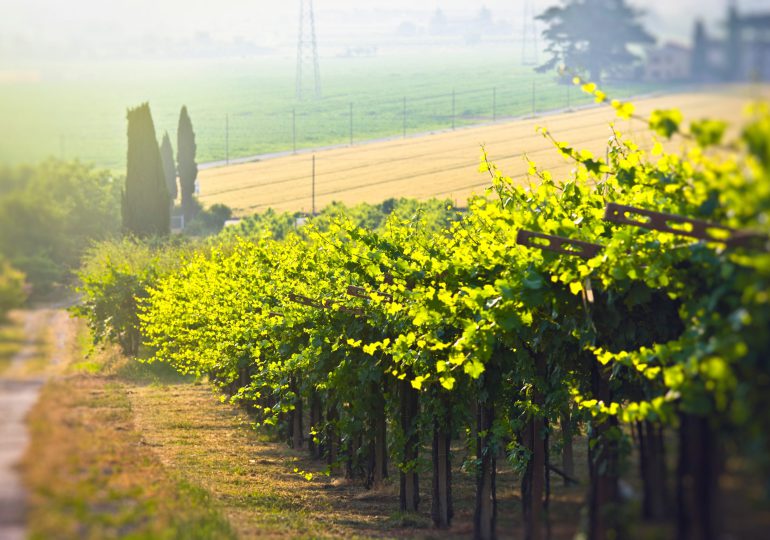 Parte Vinitaly 2022. Dal 10 al 13 aprile Verona vetrina mondiale del vino.