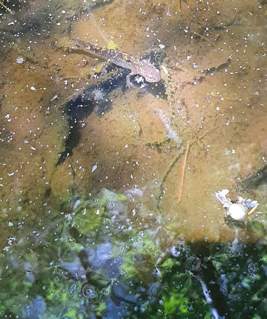 Salamandra - Piccola pozza d'acqua - I pericoli della siccità
