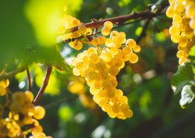 Vinitaly 2023 festeggia 55 anni di vita ed è più giovane che mai