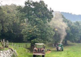 Il marrone fa festa a San Zeno di Montagna