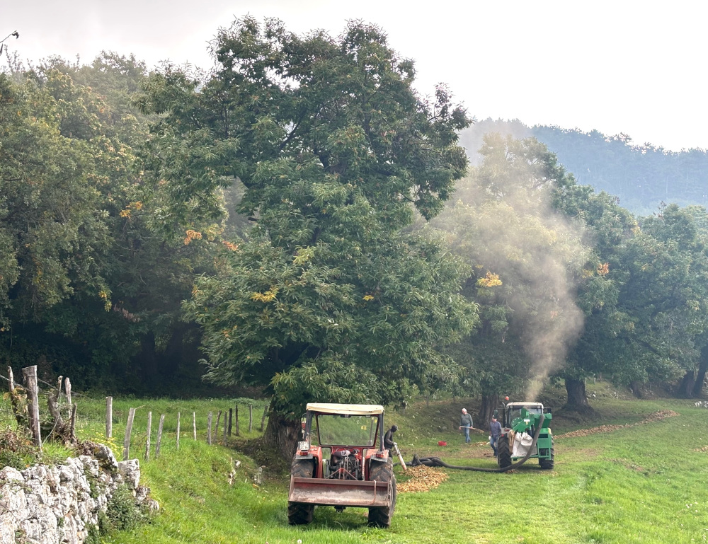 Il marrone fa festa a San Zeno di Montagna