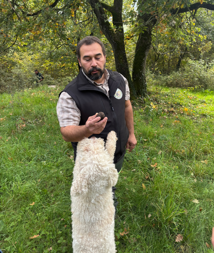 Cane da tartufo, Monti Lessini e Monte Baldo