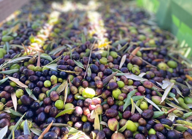 Olive del Frantoio Cinosi della Maiella
