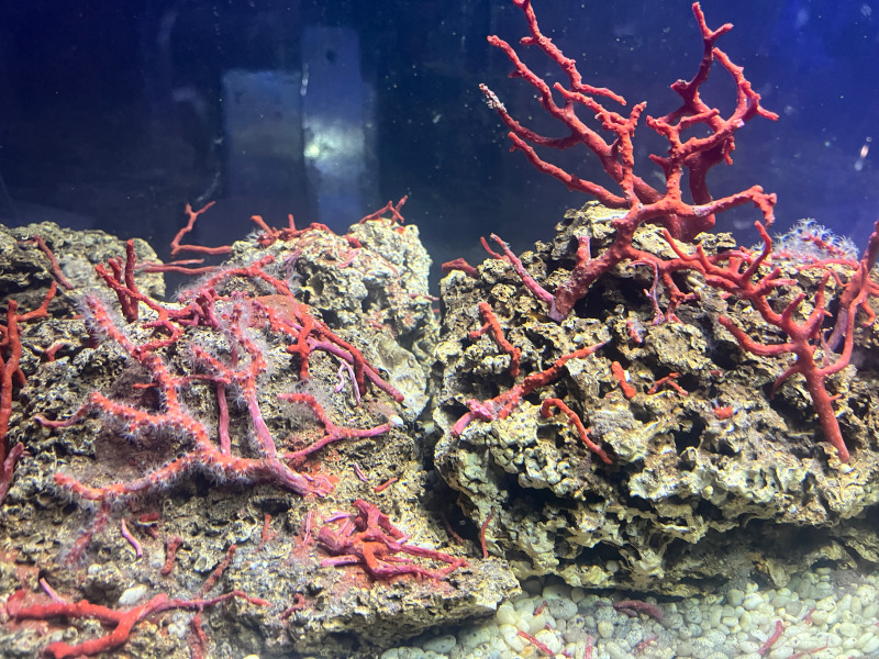 corallo rosso di Alghero