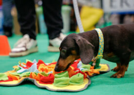 Padova capitale degli amici a quattro zampe: torna Quattrozampeinfiera