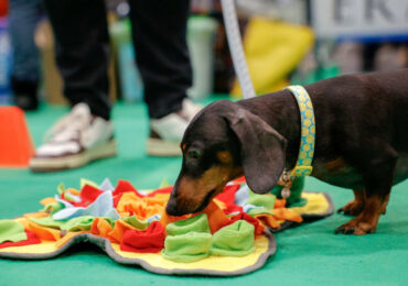 Padova capitale degli amici a quattro zampe: torna Quattrozampeinfiera