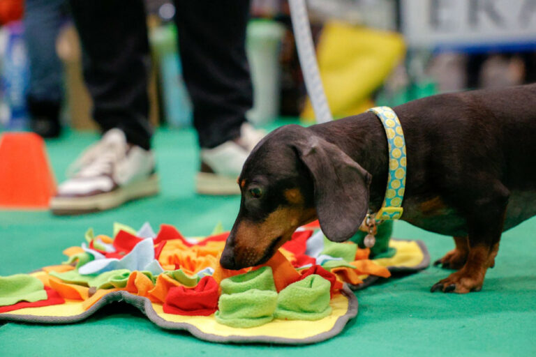 cane-bassotto-fiera-padova-quattrozampeinfiera2026