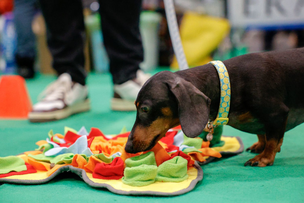 Padova capitale degli amici a quattro zampe: torna Quattrozampeinfiera