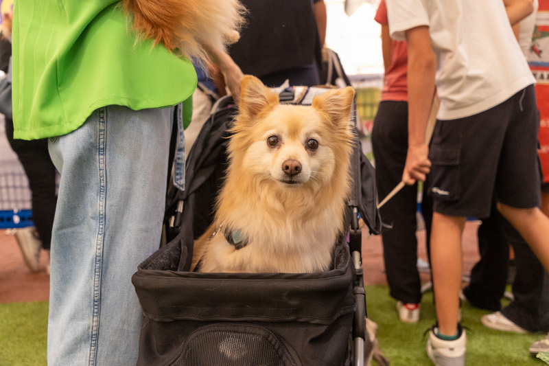 cane-taglia-piccola-fiera-padova-quattrozampeinfiera2026