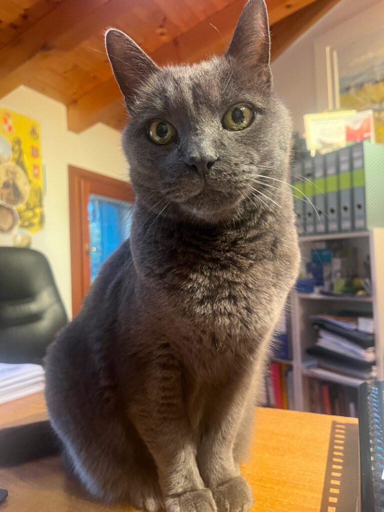 gatto-grigio-fiera-padova-quattrozampeinfiera2026