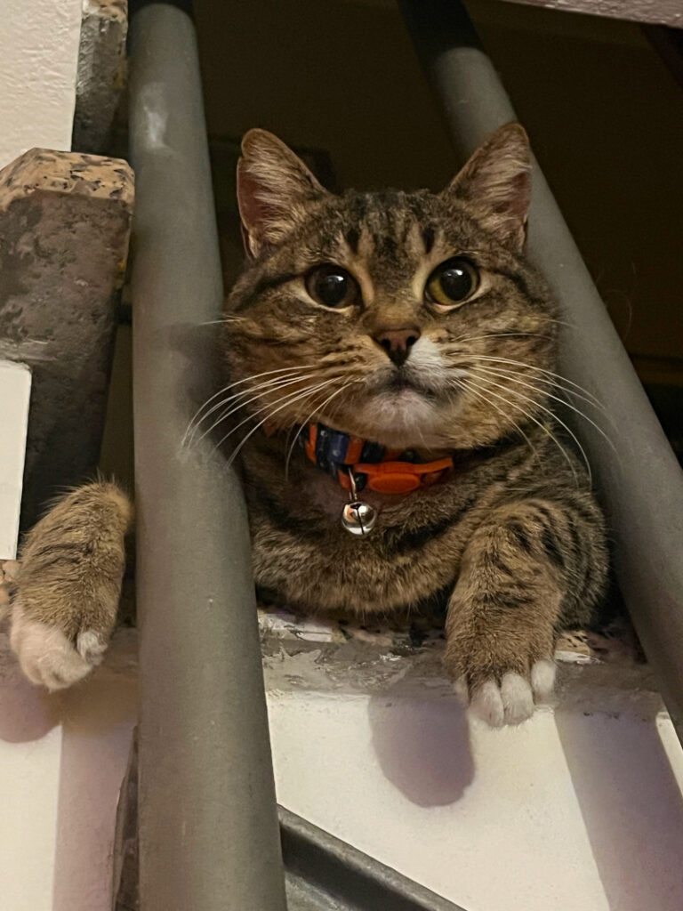 gatto-tigrato-fiera-padova-quattrozampeinfiera2026