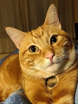 ginger-gatto-europeo-fiera-padova-quattrozampeinfiera2026